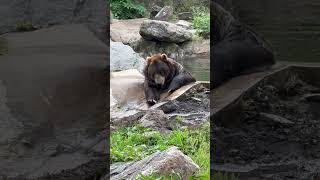 Chilling Bears at Bear Mountain bear bearmountain newyork usa shorts [upl. by Charters]