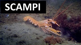 SCAMPI  Nephrops norvegicus  Scuba diving Ireland [upl. by Shermy]