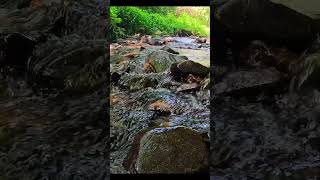 Calm Stream  Relaxing Nature Sounds for Sleep [upl. by Gavra825]