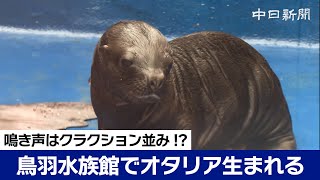 鳴き声はクラクション並み 鳥羽水族館でオタリア生まれる [upl. by Eimat]