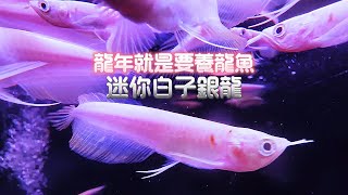 龍年就是要養龍魚迷你白子銀龍Osteoglossum bicirrhosum albino [upl. by Yelknirb511]