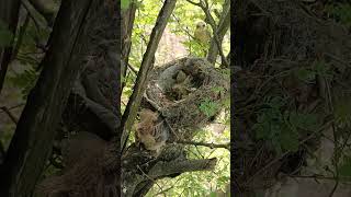 Adventures of LongTailed Shrike Babies First Flights and Feathers shorts [upl. by Plantagenet]