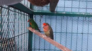 Colansing or Kulasisi the Philippine Hanging Parrot [upl. by Anitrak]