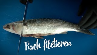 Fisch filetieren So filetiert man Rundfische Gourmondo So geht das [upl. by Ellenaej]