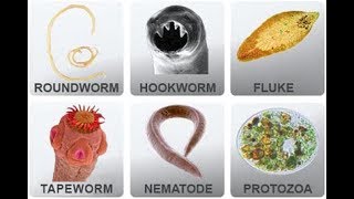 Microbiology of Parasites [upl. by Anrol]