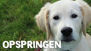 Hoe je hond leren om niet op te springen  Vrienden der Blinden [upl. by Pritchett]