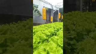 Full jonction mendekati panenplants short shorts shortvideo shortsvideo farming gardening [upl. by Winfred]