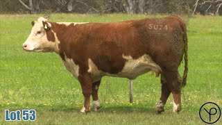 Lot 53 Yarram Blessing S024 [upl. by Sorazal]