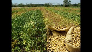 10000 farmers switch from maize to growing soya bean [upl. by Yadrahc667]