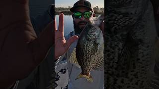 Huge swamp crappie sacalait  fishing sacalait crappie [upl. by Oelgnaed]