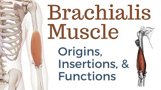 Brachialis Muscle Origin Insertion and Actions [upl. by Yung701]