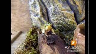 repas grenouilles vertes lunch for green frogs Zoo sauvage de St Félicien [upl. by Tatiania]