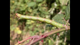 Peppered Moth larva [upl. by Akiraa]