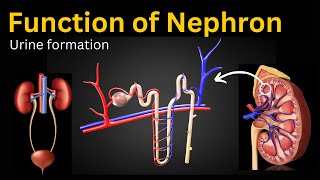 Nephron Function Explained formation of urine [upl. by Routh]