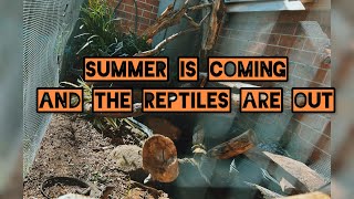 OUTDOOR REPTILE ENCLOSURE for AUSTRALIAN LIZARDS and TURTLE 🦎🐢🇦🇺 [upl. by Amles384]