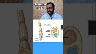 Schwann cells nursingcompetition biology nervoussystem [upl. by Nlocnil]