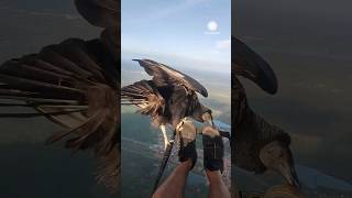 Unbelievable Vulture Lands on Paraglider Over Brazil [upl. by Archibald284]