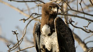 Martial Eagle call  sound [upl. by Eceer]