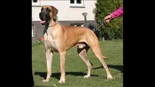 Great Dane Dion von Nonius Deutsche Dogge Dion von Nonius [upl. by Ecnarretal]