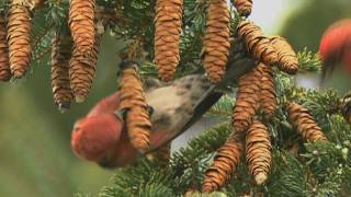 How Nature Works Whitewinged Crossbill Feeding Technique [upl. by Elleynad]