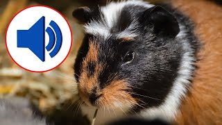 Guinea pig Sound Effects [upl. by Magavern621]