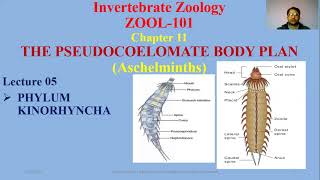 Phylum Kinorhyncha Roundworms Aschelminths [upl. by Yren]