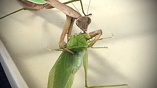 Praying Mantis Eats Leaf Katydid [upl. by Berny]