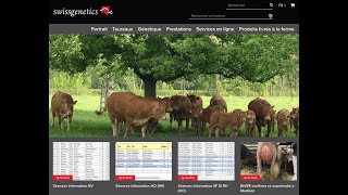 Swissgenetics recherche taureau [upl. by Aicinat381]