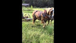 horse drawn sickle mower [upl. by Hobard]