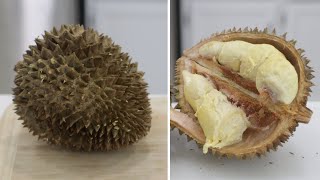 How to Eat Durian  Eating Durian King of Fruits  Worlds Smelliest Fruit [upl. by Sung988]