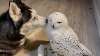 Precious interaction between husky and owl best friends [upl. by Nnyleimaj]