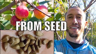 How To Grow An Apple Tree From SEED to FRUIT 🍎 In 3 YEARS [upl. by Atrebor]