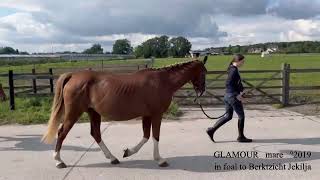 Glamour d pony mare °2019 in foal to Berkzicht Jekilja Belgian Horse Trading [upl. by Crowns748]