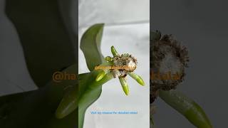 Rootless orchid revived hayatadairpüfnoktalar roots plants diy [upl. by Leandre464]