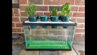 My DIY Aquaponics Aquarium Project [upl. by Aleunam]