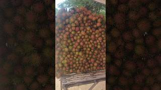 Rambutan Fresh Fruits [upl. by Dunstan]