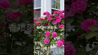 无刺玫瑰香喷喷 Zephirine Drouhin Climbing Rose 2023 [upl. by Dari]