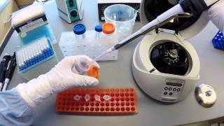 DNA Extraction Protocol  Part 2 [upl. by Luna]