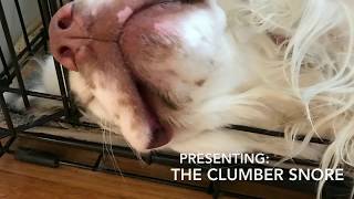 Clumber Spaniel Snoring [upl. by Teddie]