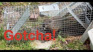 Trapping Groundhogs with Havahart Trap [upl. by Ycul]