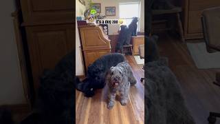 It’s a DOG ZOO around here 🤣 shortsfeed shorts dog doglover zoo bouvier funny [upl. by Nauqad]