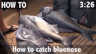 HOW TO CATCH BLUENOSE [upl. by Cathleen]