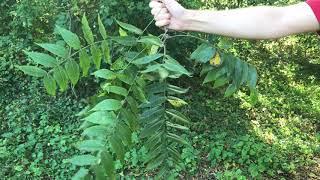 Juglans nigra black walnut [upl. by Ailaroc50]