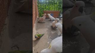 foryou viralvideo Lorikeets vs cockatoos 😀😀 [upl. by Renell]