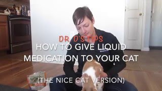 How To Give Liquid Medication To A Cat The Nice Version [upl. by Lipp]