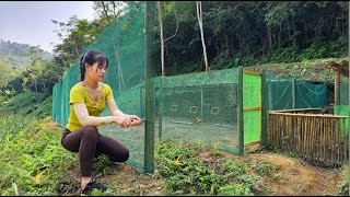 Build a chicken farm make a fence with high quality mesh  phungthithu [upl. by Gilead]