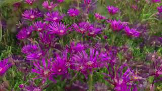 Plant Profile Ice Plant  Delosperma cooperi [upl. by Ardnasac212]