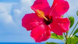 Hibiscus Flower Natural Universal pH Solution funscience simplescience [upl. by Ahsehat538]