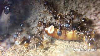 Aphaenogaster Picea Colony Moves In [upl. by Edette]