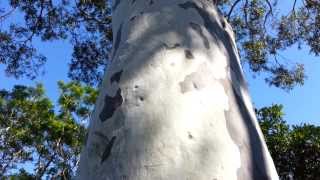 Spotted Gum tree  Corymbia maculata  Eucalyptus maculata HD 01 [upl. by Eilsehc273]